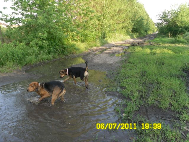 Woda miejscami była tak głęboka (po psie łokcie), że zachęciło to psy do zabawy.