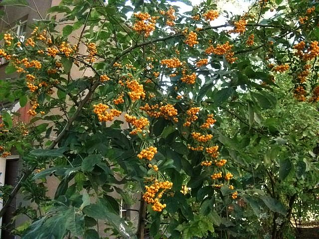 A przy płocie rósł jakiś krzew obsypany takimi żółtymi owocami. Po kolorach widać, że to już jesień.