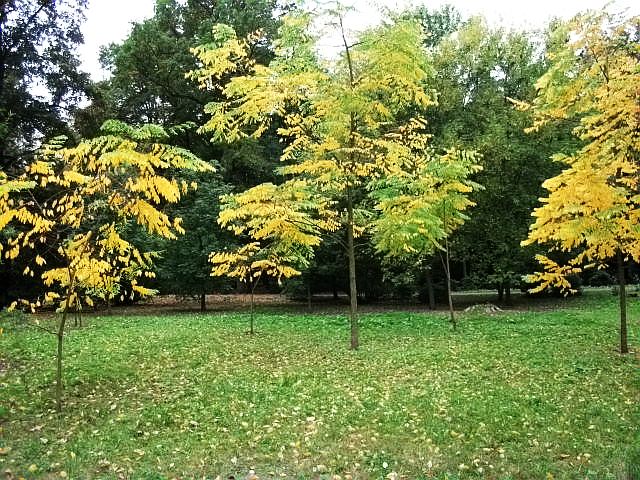 A to już inna część parku, gdzie liście drzew wolały przebarwić się na żółto