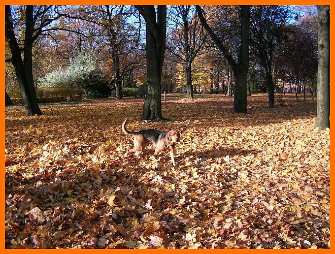 A to zdjęcie z ubiegłego roku z jeszcze innego parku zrobione późną jesienią. To jakby mimikra ogara z otoczeniem.