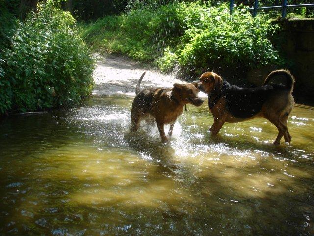 2012 06 23 Fryga i Zagłoba podczas kąpieli