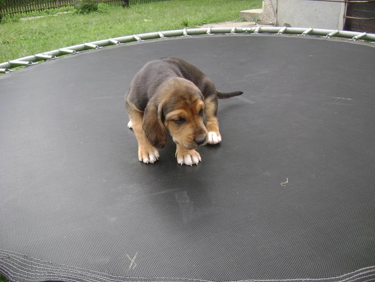 spacerek po trampolinie :)