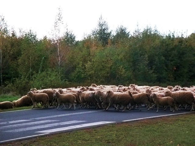 A już na koniec, obok samochodu, zobaczyłyśmy stado owiec. Szły gdzieś sobie na łąkę.