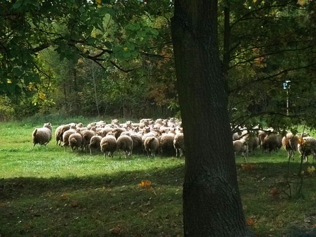 Owieczki przemieszczały się jak ławica ryb. Któreś z nich dało znać o zmianie kierunku czy o przyspieszeniu i wszystkie, w ułamku sekundy, dostosowywały się.