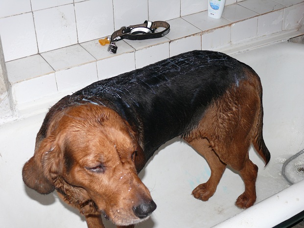 Psia kąpiel.jpg