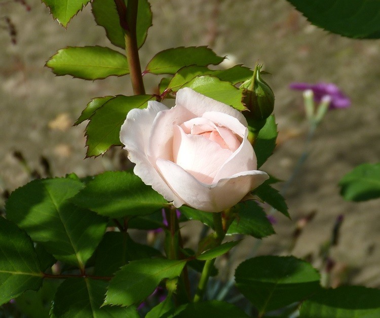 róża o niezwykłym delikatnym odcieniu różu - sprzedana mi jako English Garden, choć jak patrzę na zdjęcia tej odmiany w necie, to moja bardzo różni się od tych zdjęć