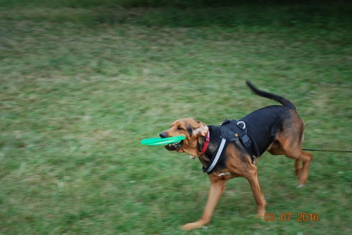Frisbee ... zielono w głowie mam