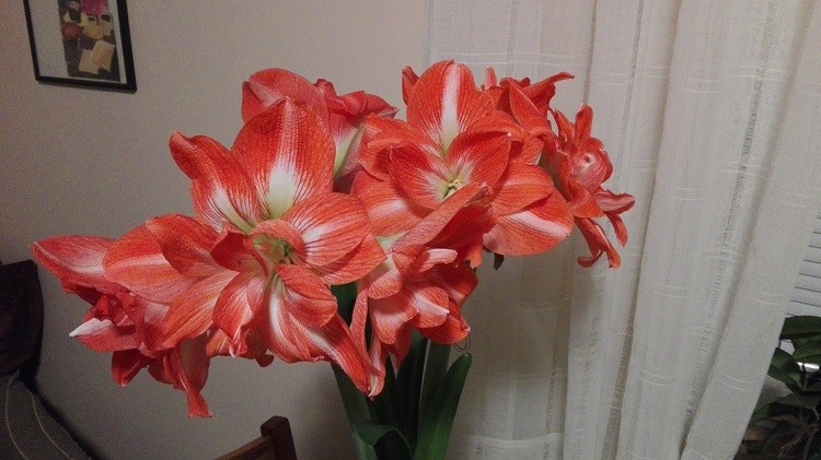 hippeastrum 2 zmn.jpg