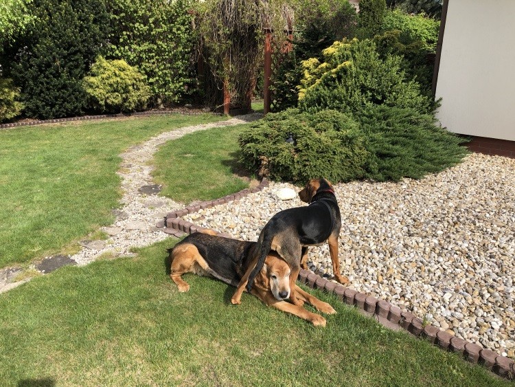 Ares i Eria zabawa w naszym zdewastowanym ogrodzie .jpg