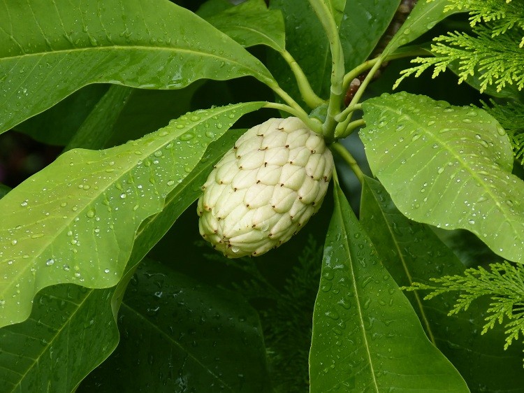 magnoliowa szyszka