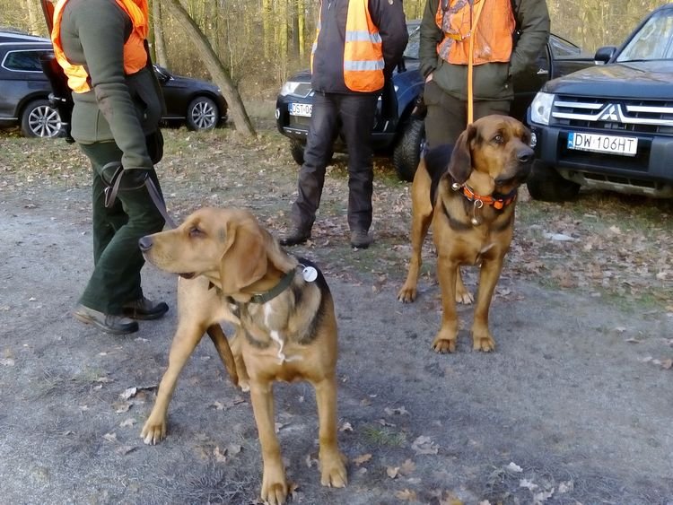 Fatra i super dzikarz Hanto