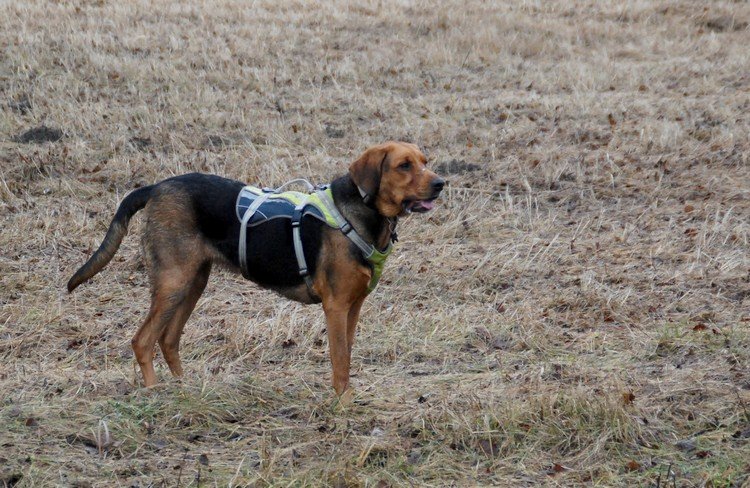 Nowa koleżanka spacerowa - Burza z Huculskiej Łąki