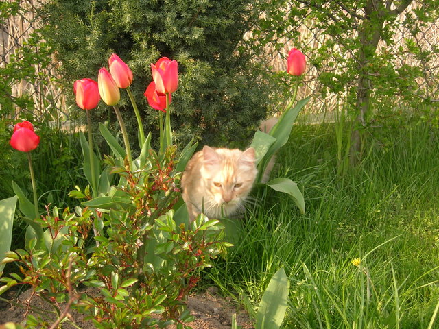 tulipanowy Milki